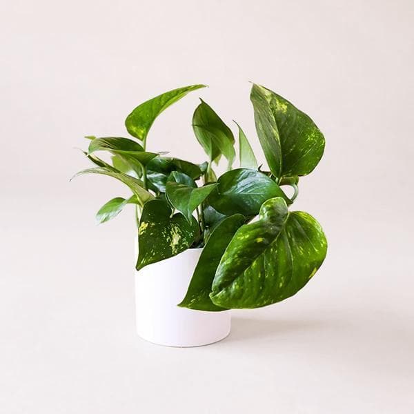 Variegated green and white Pothos plant that is full of fresh, plump leaves and growing green stems. Plant is potted in a solid white ceramic pot. 