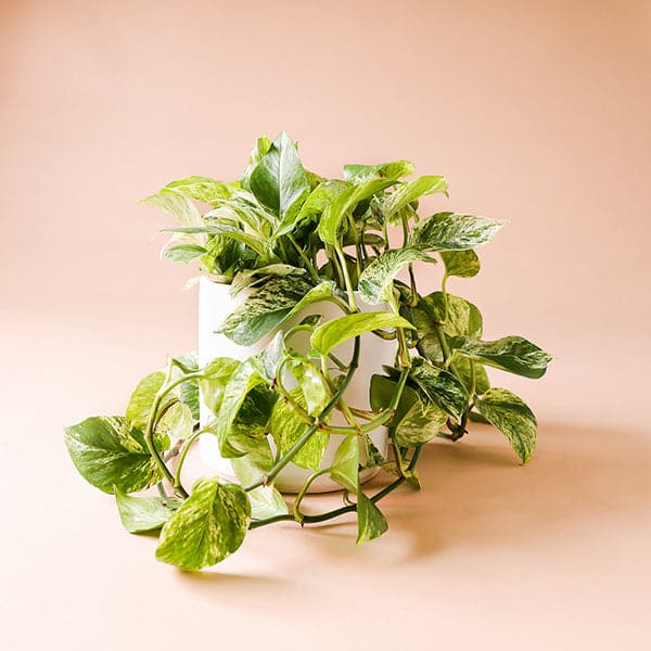 In front of a pink background is a white cylinder pot with a marble queen pothos inside. The plant has long green vines that fall down the side of the pot. The leaves are  yellow and green variegated. 