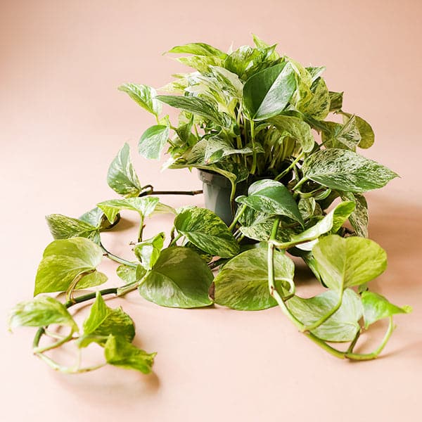 In front of a pink background is a dark green cylinder pot with a marble queen pothos inside. The plant has long green vines that fall down the side of the pot. The leaves are  yellow and green variegated. 