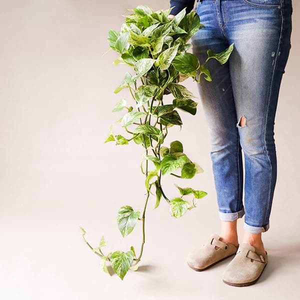 In front of a white background is a woman standing on the right side. She is wearing blue jeans and a navy blue sweatshirt. She is holding a marble queen pothos. It has long green vines that fall to the ground. The leaves are green and yellow variegated.