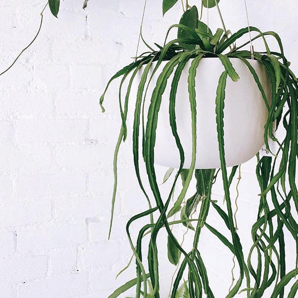 Hanging in front of a white background is a white hanging pot. The pot is wide and round and slightly tapers at the bottom. Inside the pot is a dark green plant that is spilling over the sides. The pot is being held by three silver wires.