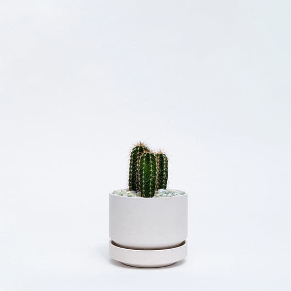 In front of a white background is a round white pot with a matching tray. Inside the pot is three dark green cacti with light yellow needles. The cacti are surrounded by white rocks. 