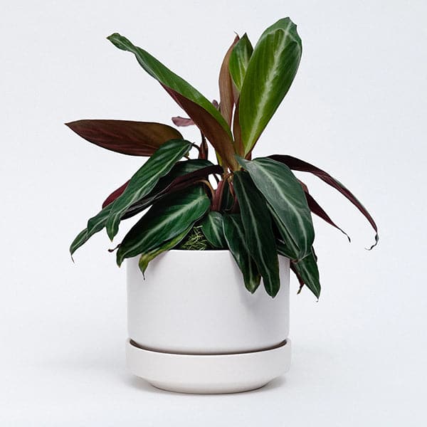 In front of a white background is a round white pot with a matching tray. Inside the pot is a plant with leaves that are green on top and purple on the bottom. 