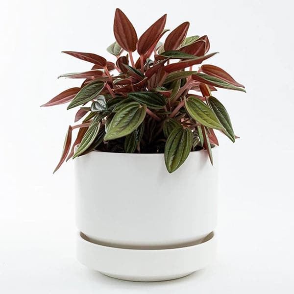 In front of a white background is a round white pot with a matching tray. Inside the pot is a plant with leaves that are green on top and maroon on the bottom. 