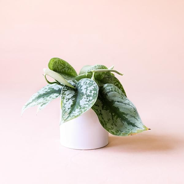 In front of a pink background is a small white cylinder pot. Inside the pot is a satin pictus exotica. There are large, wide leaves falling over the edge of the pot. The leaves are mostly silver with a green line down the middle. Some leaves are more silver than others. 
