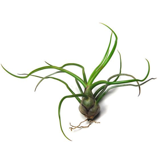 This plant has thin dark green, whimsy leaves sprouting from the center. Plant lays on its side showing its exposed root. 