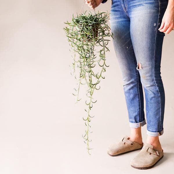 In front of a tan background is the bottom half of a person standing on the right side of the picture. In their right hand they are holding a wire that is attached to a small pot. Inside the pot is a long, trailing light green plant. On the stems are little hook shaped succulents.