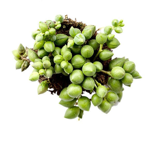 Against a white background is the birds eye view of a succulent. The succulent is a cluster of light green balls with a pointed top. 