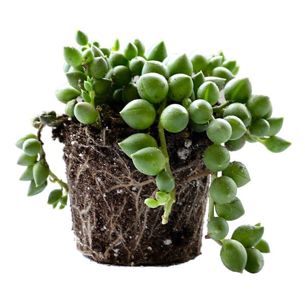 Against a white background is the side view of a string of pearls succulent. There is dark brown soil in the shape of a little, circular pot. There are light brown roots twirling around the soil. On top is a cluster of light green balls with a pointed top. 