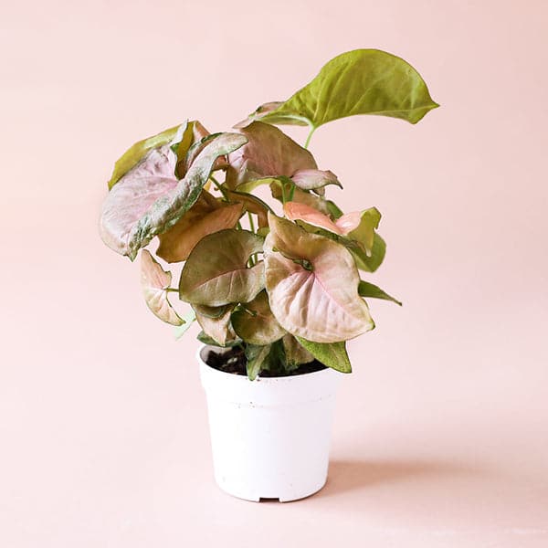 Against a soft pink background is a white, cylinder pot. Inside the pot is a tall, light green plant. The leaves are shaped like an arrowhead. The top of the leaves are dusted with a dusty rose color. 