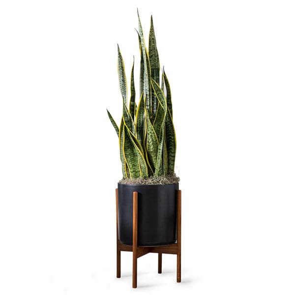 This cylinder pot is a solid black and sits within four spokes of a dark wood plant stand, standing about 7 inches from the ground. Within the pot is a planted snake plant with lime and dark green pointed leaves that stand about 2 feet tall. 