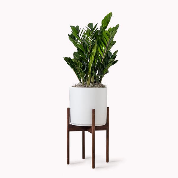 This cylinder pot is solid white and sits within four spokes of a dark wood plant stand, standing about 7 inches from the ground. A tall ZZ plant with emerald green almond shaped leaves is potted within the planter. 