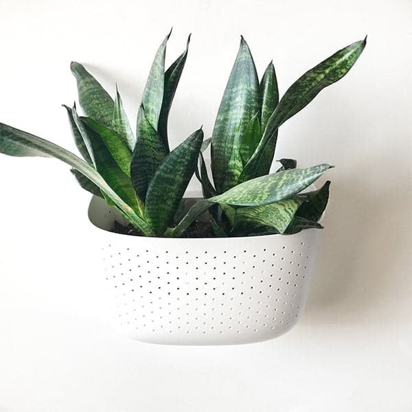 On a white background is a self watering wall planter with small holes in the front, an opening in the back for holding water and a photographed here with a sansevieria plant that is sold separately. 