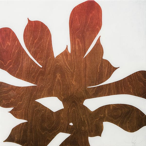 Silhouette of an aeonium succulent plant with red and brown wood pattern.