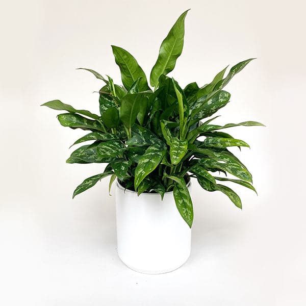 On a white background is a Chinese Evergreen Tigress house plant inside of a white ceramic planter. 