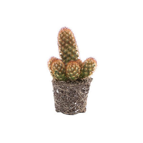 The copper king cactus features multiple mini cacti in the same grow pot with copper orange accents. Each cactus may vary in appearance.