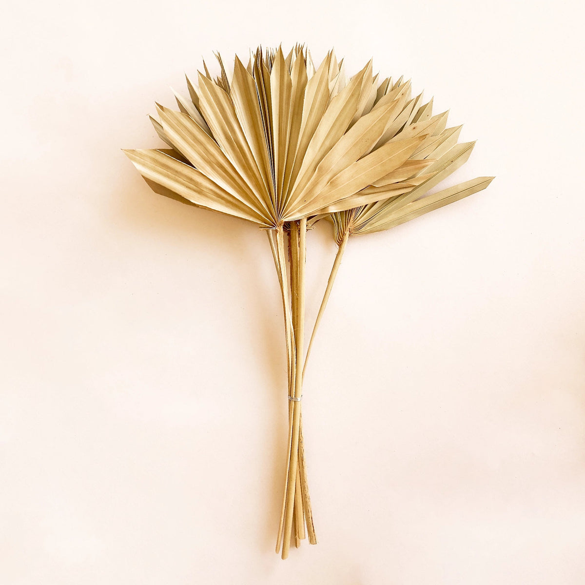 Dried Natural Palm Bunch | Sun – Pigment