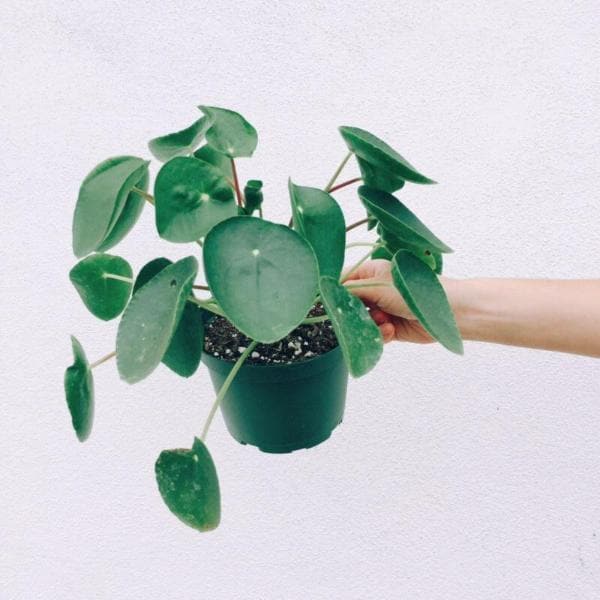 In front of a white background is a hand holding a green pot with dark brown soil inside. Inside the pot is a pilea peperomioide. The stems are long and thin with large round leaves. The leaves are green with a small yellow dot in the top middle.  