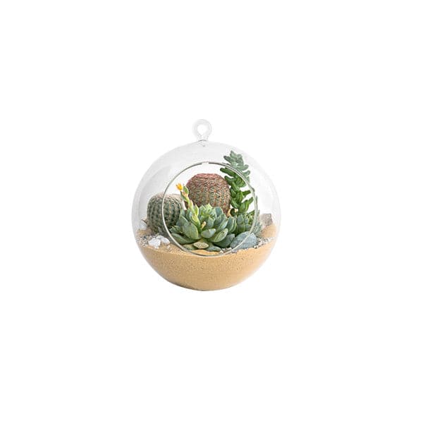 On a white background is a hanging glass orb with a hole in the front for planting access and a small glass loop at the top for hanging filled in this photograph with a mini cacti and succulent garden. 
