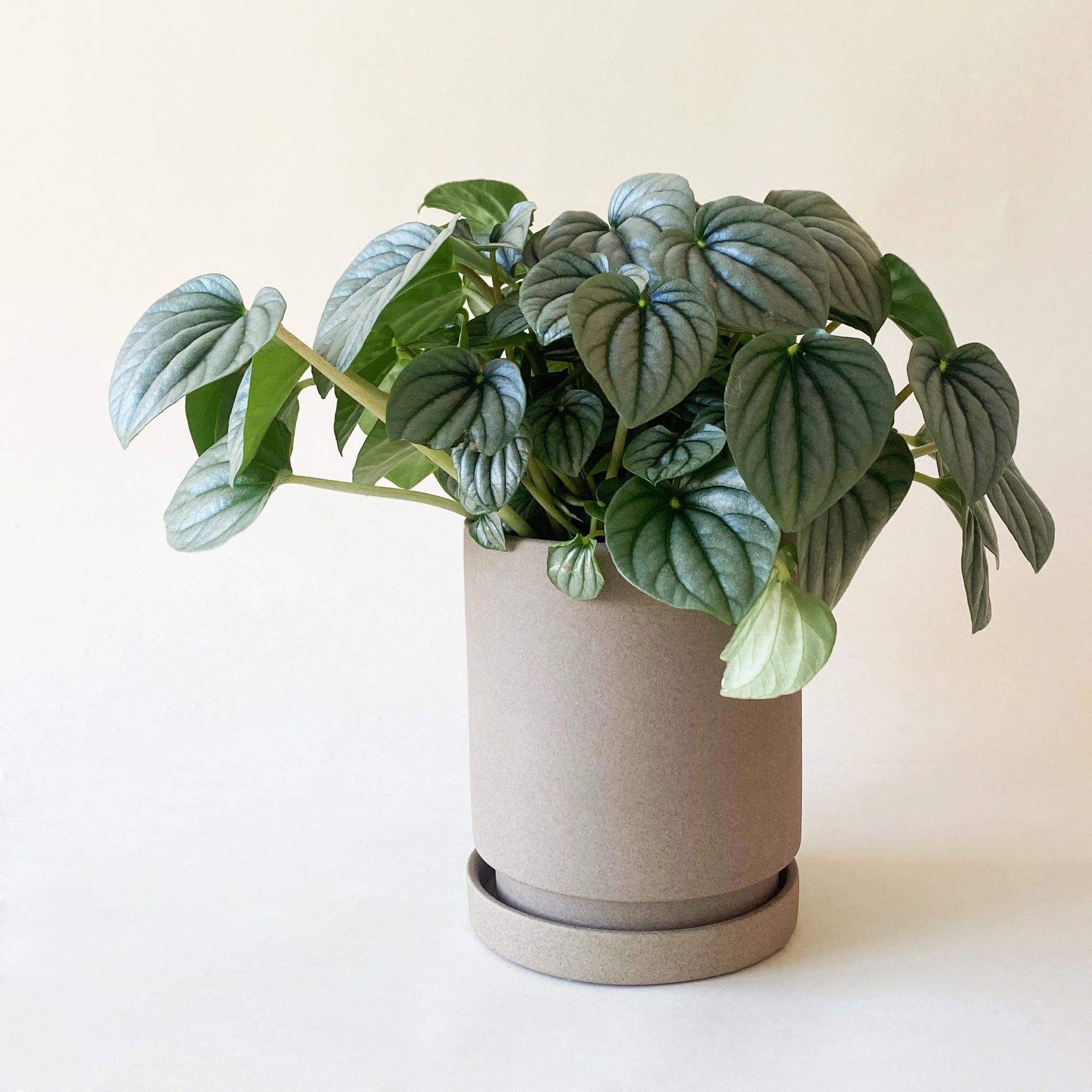 A light brown clay planter with a removable drainage tray and a pepperomia plant inside. Plant not included with purchase.