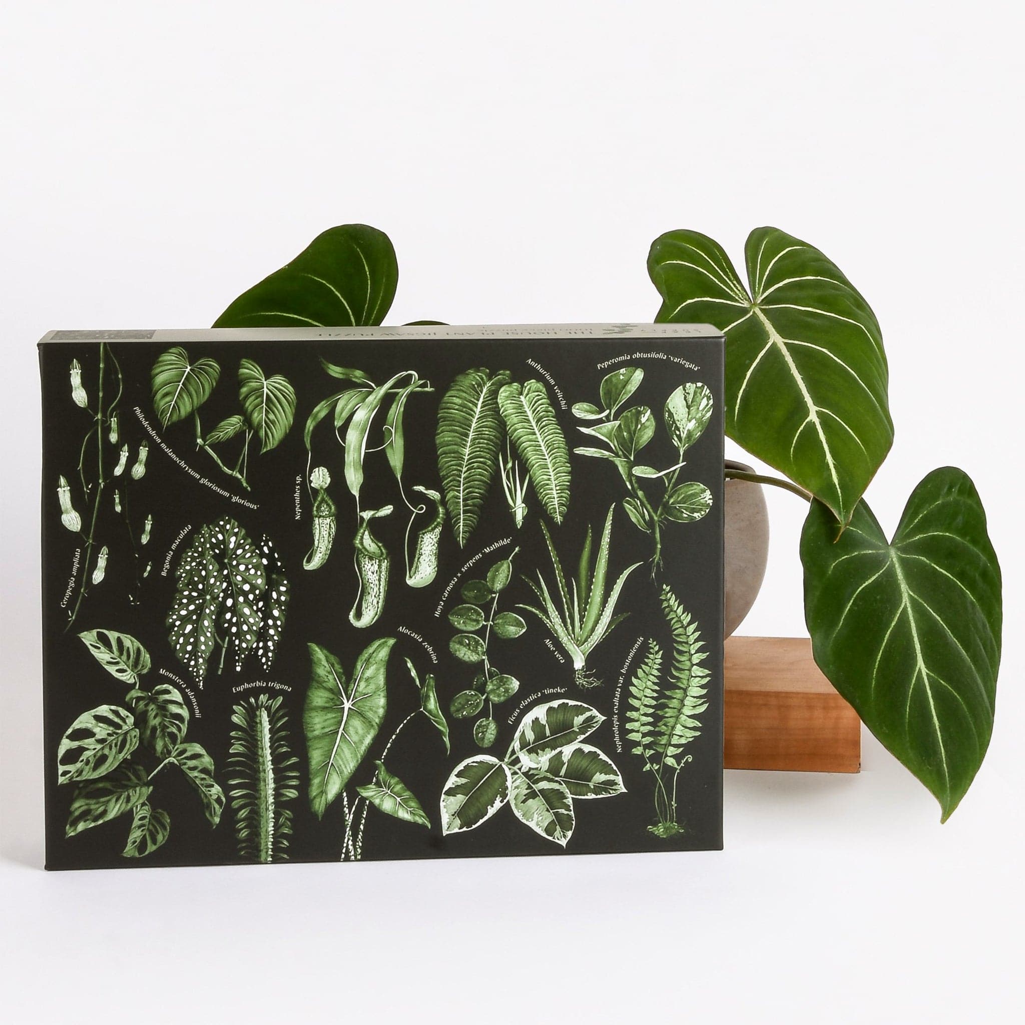 On a white background is a black puzzle box with an assortment of green house plant leaf illustrations on the front cover photographed alongside a green leafy house plant. 