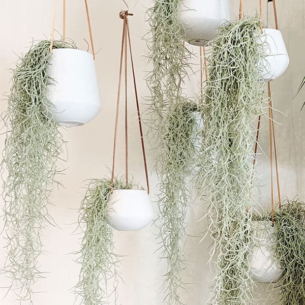 Hanging in front of a white wall is six white pots. The pots are all hanging by leather ropes and all drop at different heights. Spilling outside of all of the pots is sage green Spanish moss. The Spanish moss falls like curly hair. 