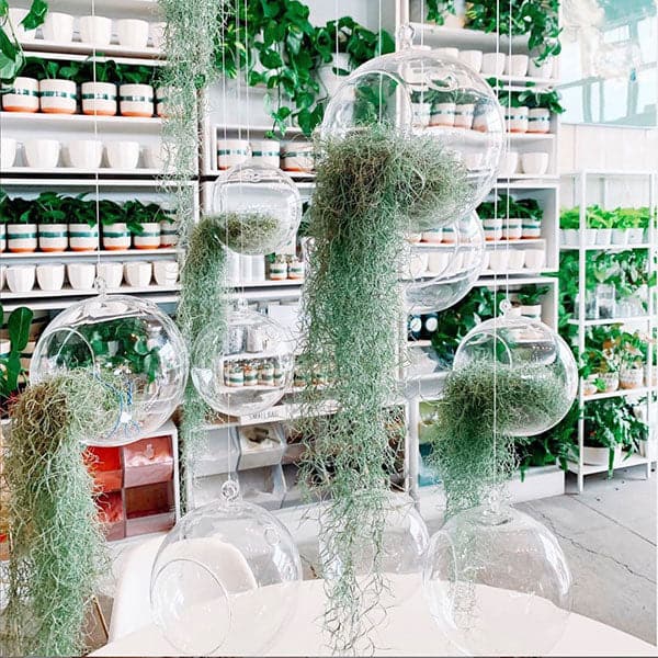 Inside one of our stores is a handful of glass orbs hanging from the ceiling. There is sage green Spanish moss spilling out of the sides of the orbs. The Spanish moss falls like curly hair. 