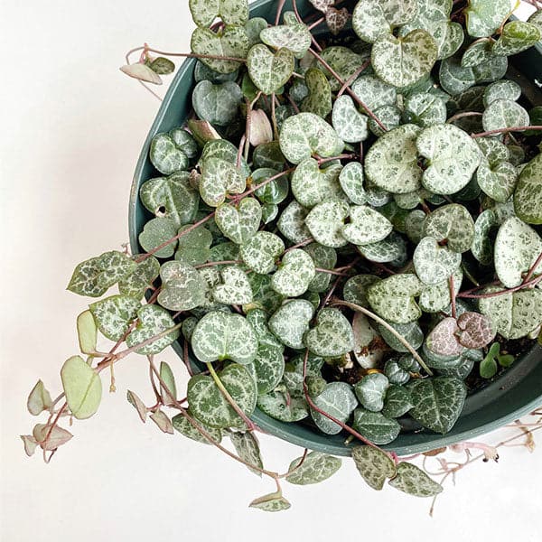 In front of a white background is the birds eye view of a green pot. Inside the pot is a string of hearts pearl. The vines are light brown with light green leaves shaped like hearts. There is white detailing on the top of the leaves. 