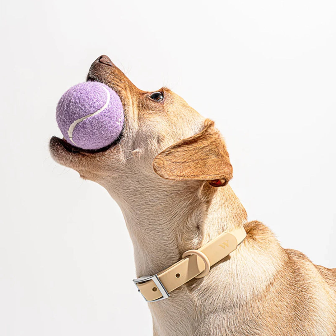 A purple tennis ball photographed with a dog model holding it in its mouth.